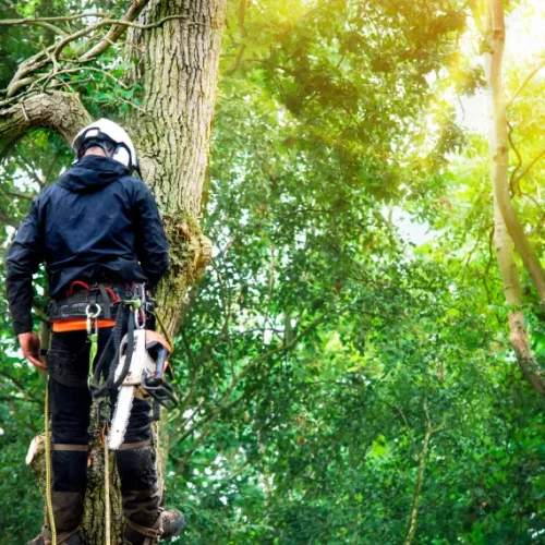 Home Hazardous Tree Removal