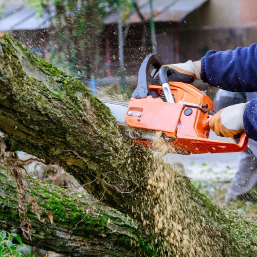 Home Tree Removal Services