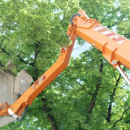 Home Tree Trimming Services